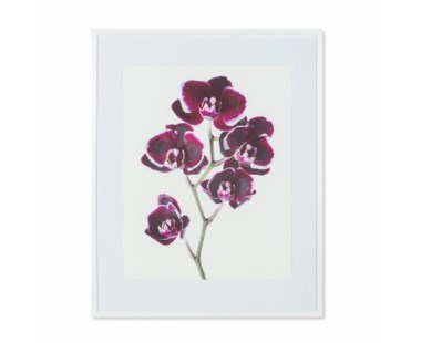 Orchid